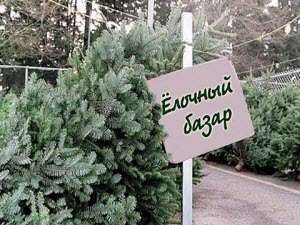 В Новоалтайске утвердили 13 нестационарных объектов для торговли хвойными деревьями