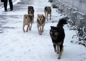 В Новоалтайске начали отлов бродячих собак